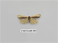 藏品(雙分苔蛾)的圖片